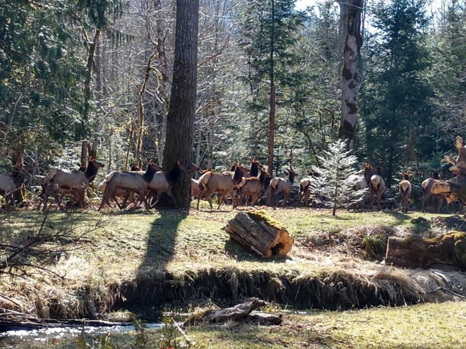 Packwood Elk.jpeg