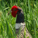 Tim Rasnake